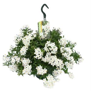 Afbeelding van Solanum Jasminoides exclusive HP25